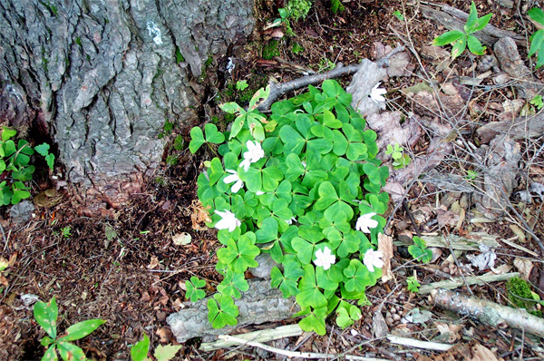 clovers