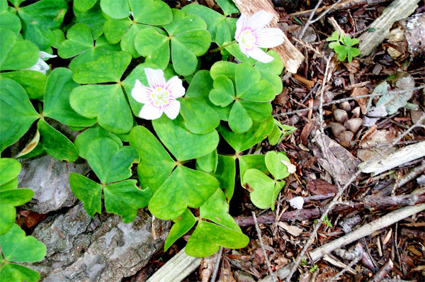 clovers